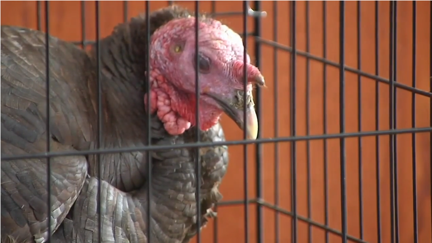 turkey